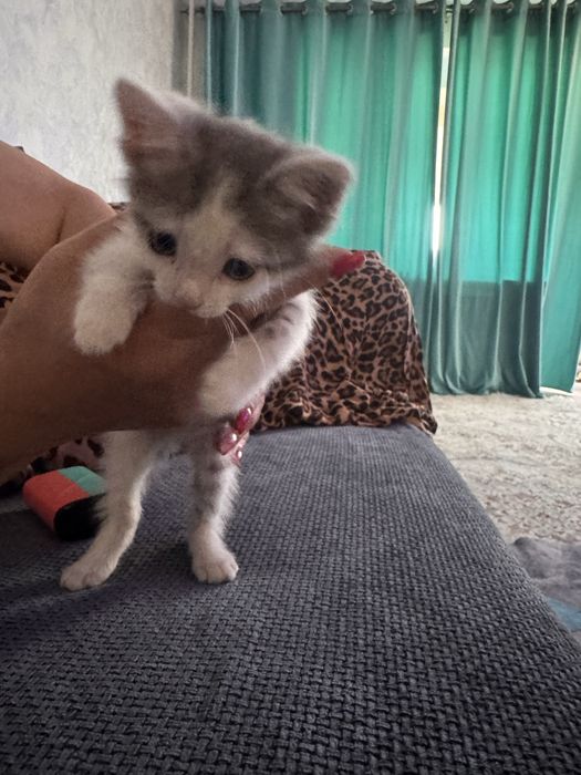 отдам котенка в добрые руки!!