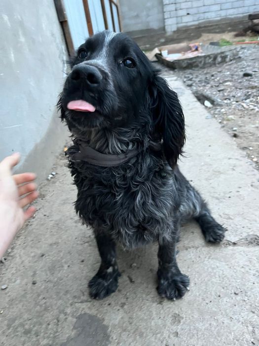 Рабочи спаниель сатылады