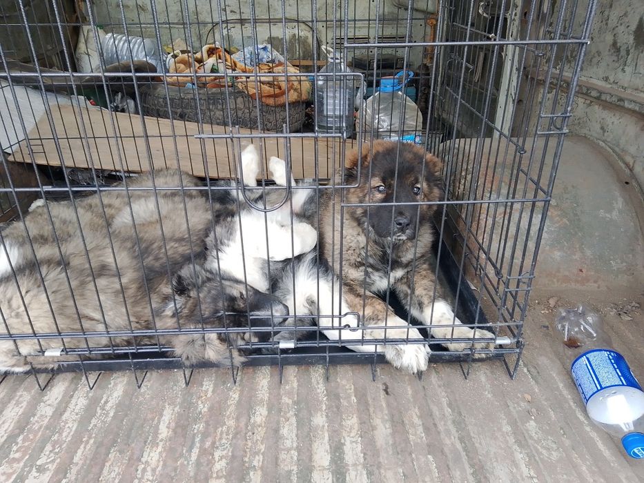 Кавказская овчарка продаётся щенки