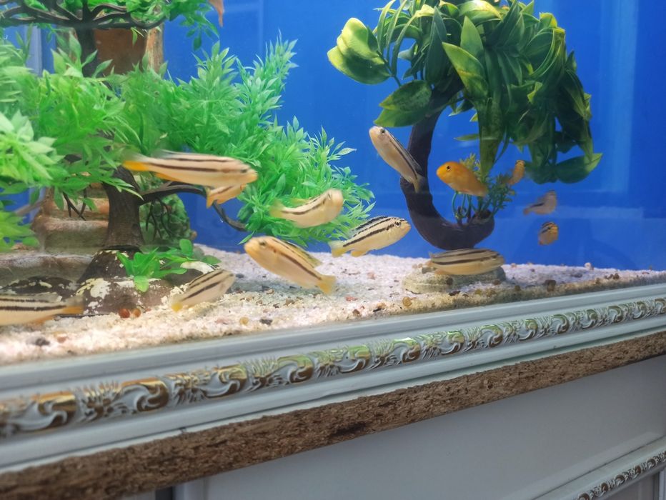 Auratus akvarium baliqlari