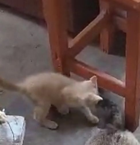 Котенок мальчик Г.Шу