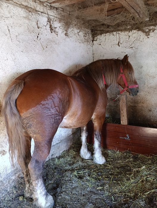 Vând iapă de 5 ani mai multe detalii la tel