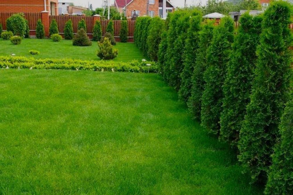 Стрижка газона  обслуживание уход полив удобрение