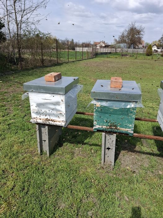 Familii de albine si roiuri Arad