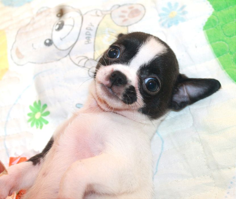 Клубные,Чихуахуа, щенки, девочки и мальчик.