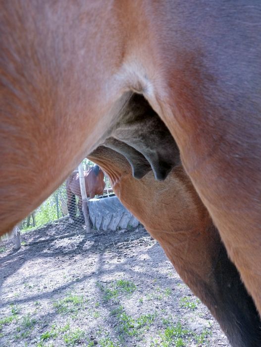 Құлынды бие сатылады