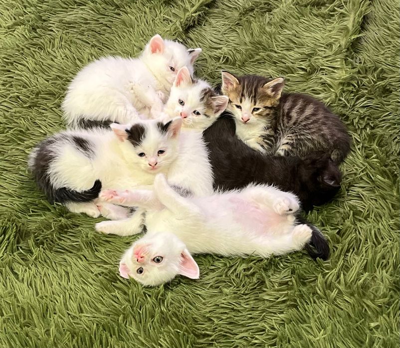 Хорошенькие котята