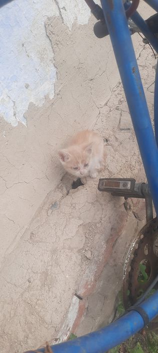 Отдам котёнка  в добрые руки