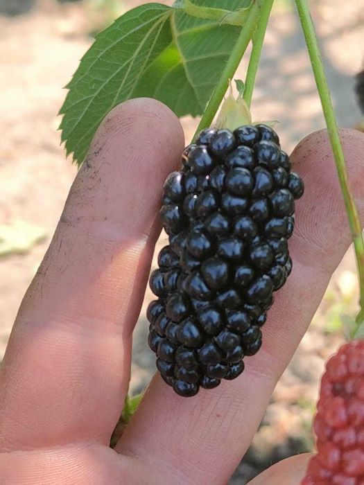 Ежемалина сорта "Начет"