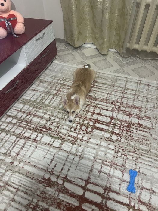 Продам Вельш королевский корги