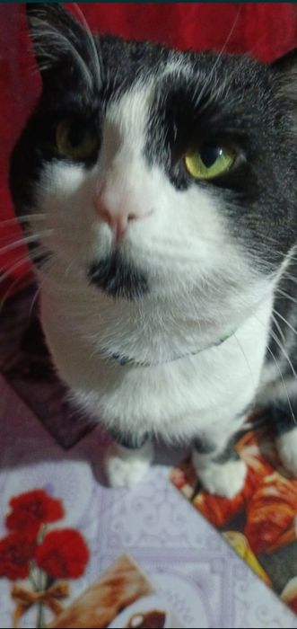 Juftlashtirishga mushuk kerak