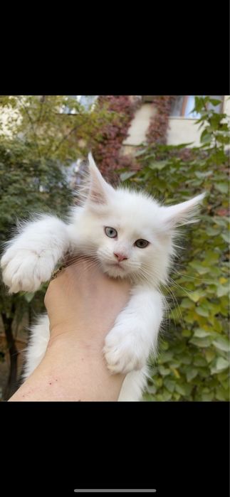 Мейн кун бедоснежные котята