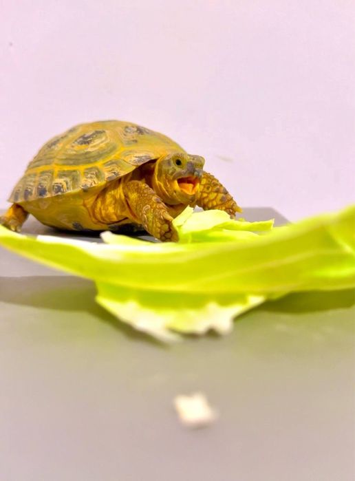 toshbaqa optim sotiladi