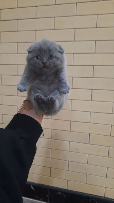 Продойотся котята фолд. Малчык и девочка