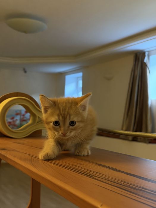 Котят в добрые руки