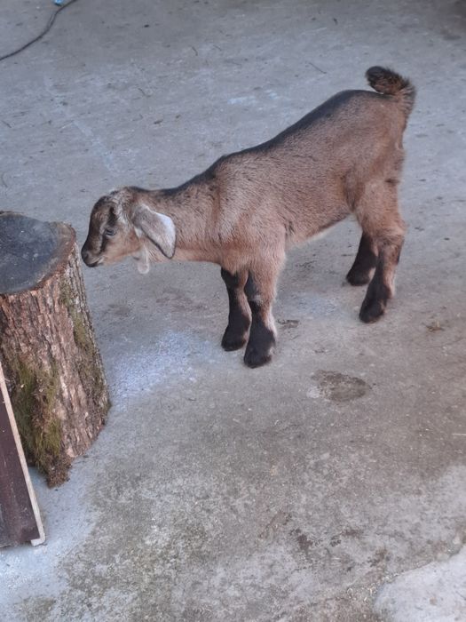 Vind capră metis angonumbian la prima fătare la doi ani e din capră bu
