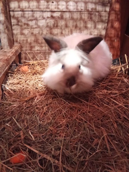 Iepurașii cap de leu