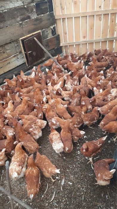 Куры красные и белые