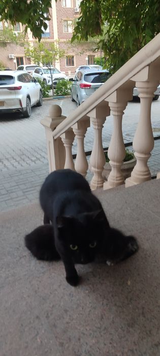 Кошка с котятами