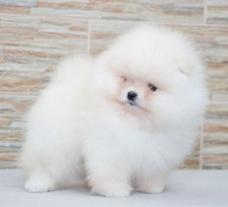 Baietel pomeranian mini/toy!