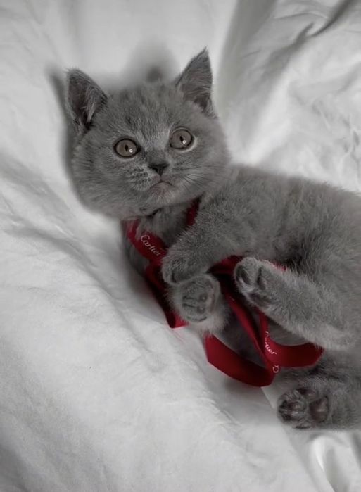 Продам шотландских котят