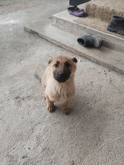 Продам  бельгийская овчарка. Щенок