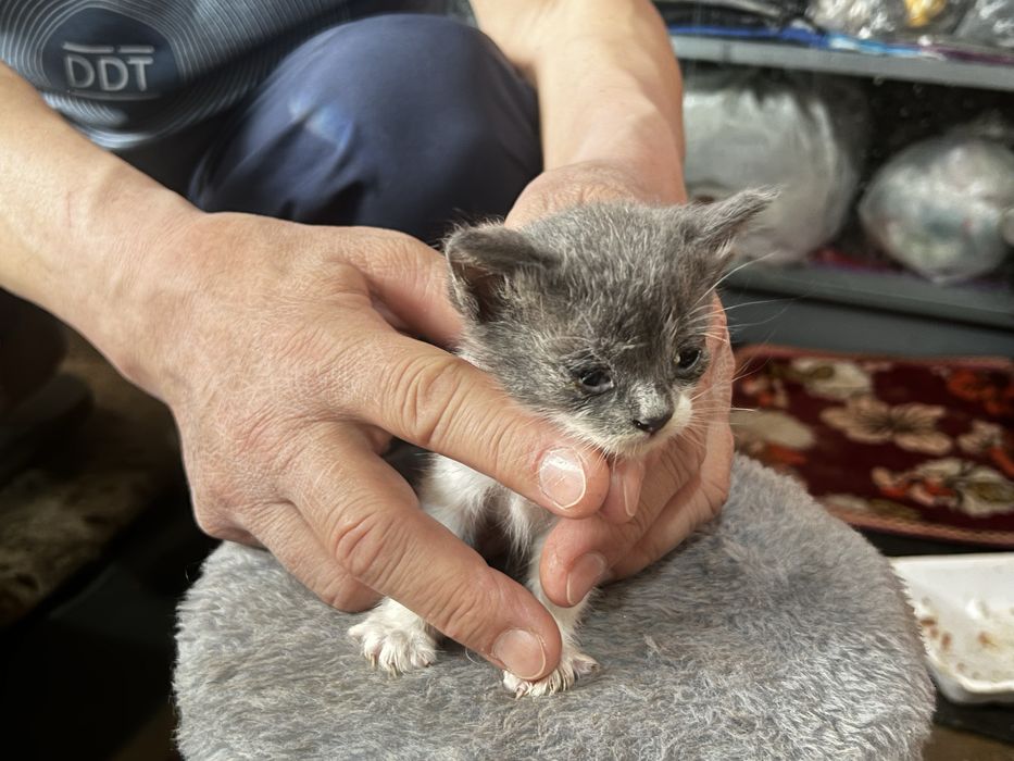 Отдам в добрые руки БЕСПЛАТНО