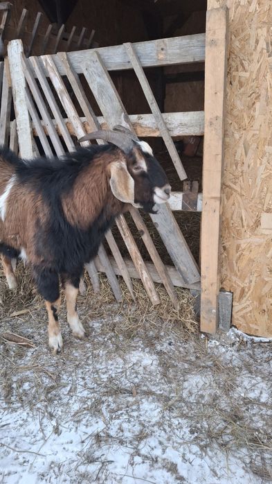 Tap metis anglonubian