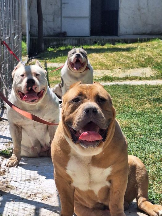 ТОП Американско були ХХЛ