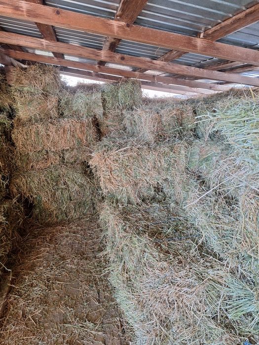 Baloti  Lucerna / Calinesti