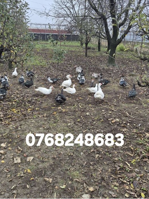 Rațe leșești mute