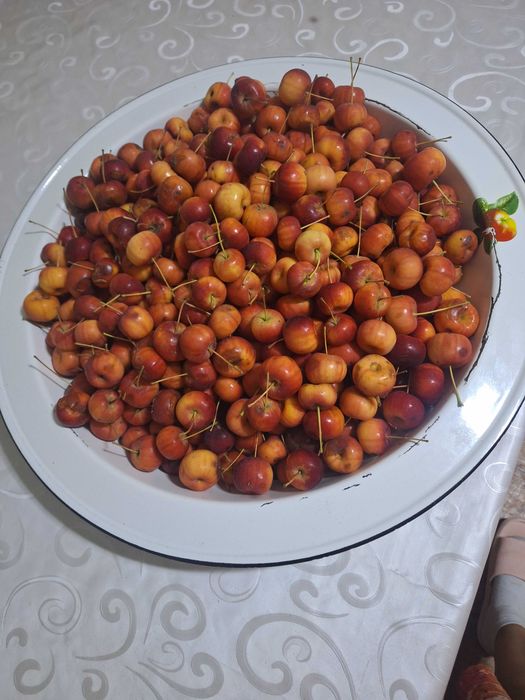 Продам домашние ранетки