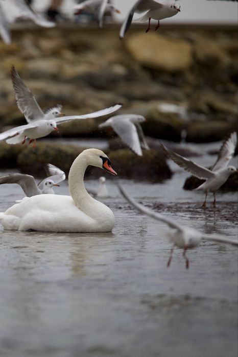 Объектив Tamron 70-200 f2.8