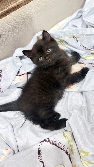 Котята, шотландские, страйтики)