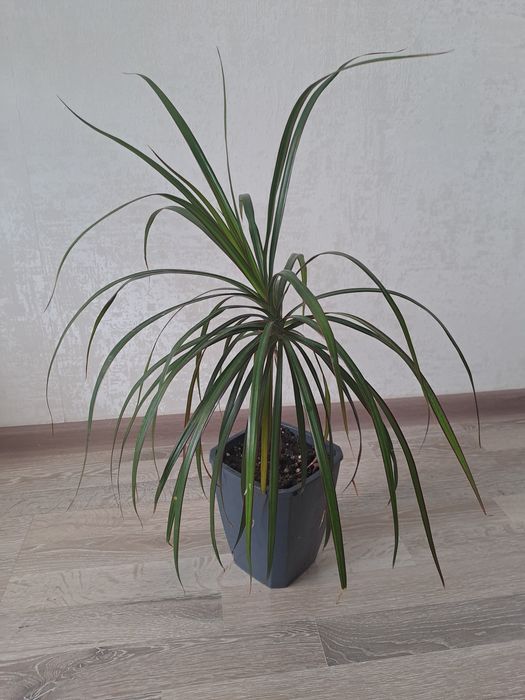 Dracaena marginata