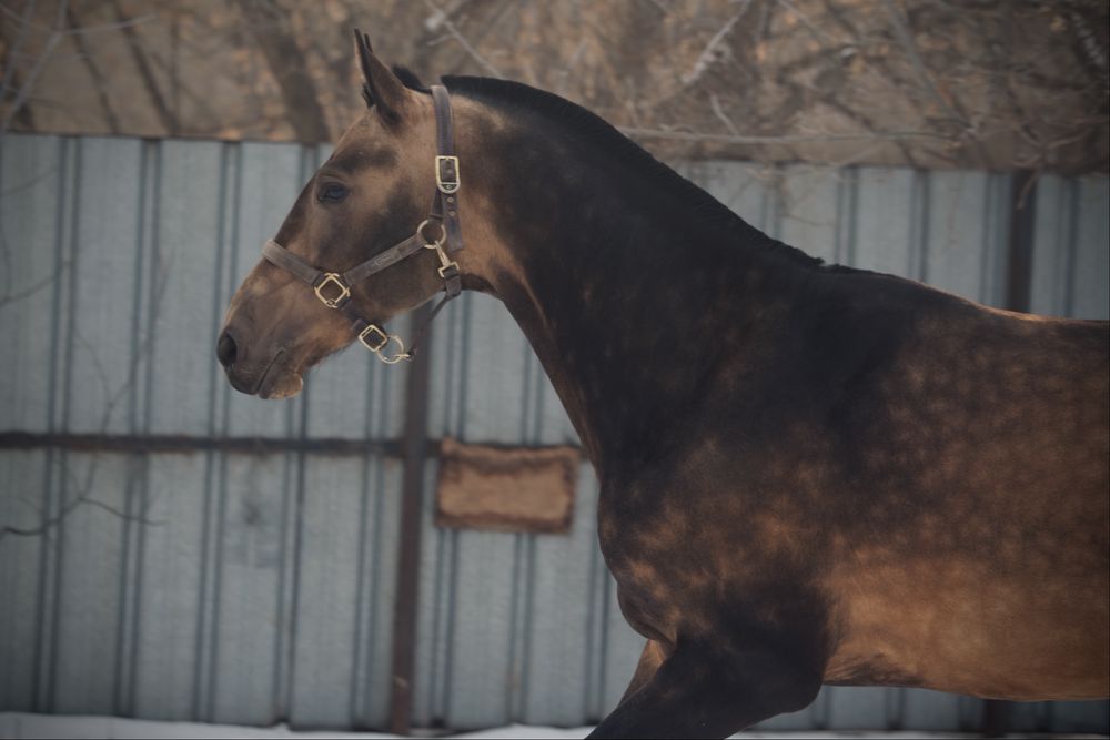 Продаётся жеребец ахалтекинской породы