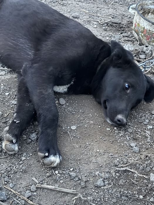 Отдам девочку в добрые руки