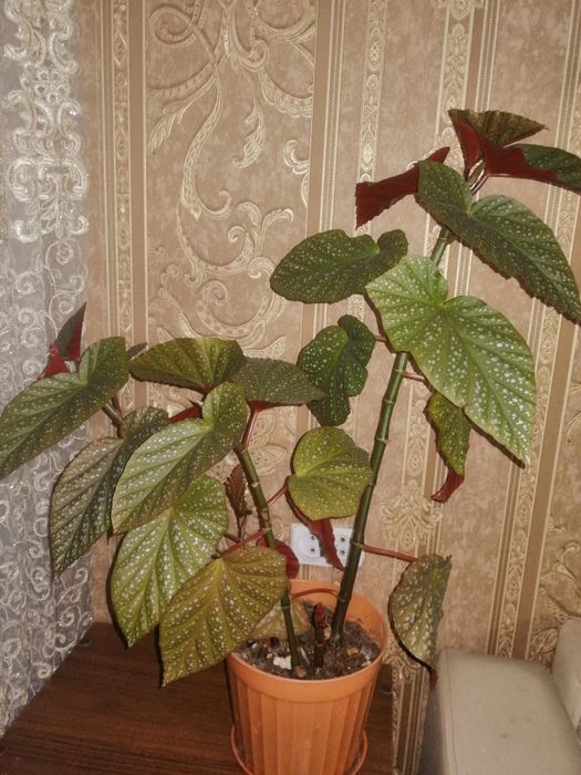 Цветы комнатные продам излишки