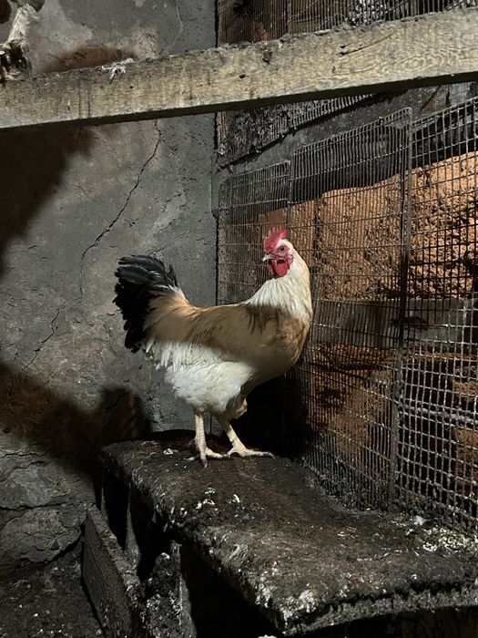 Әтештер / Петух