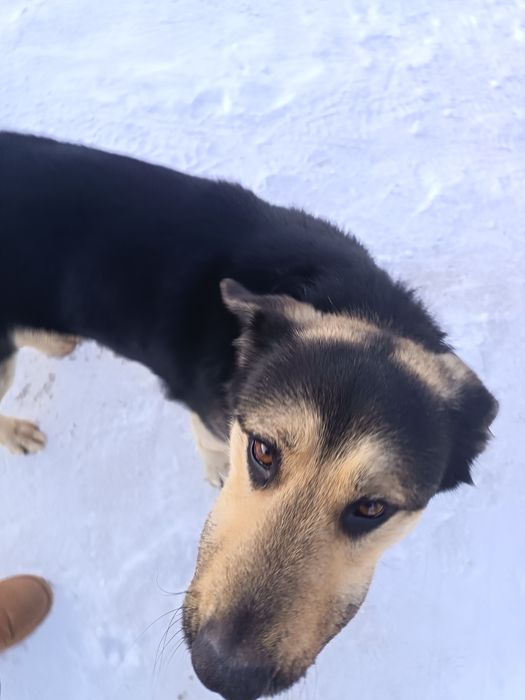 Собака метискааа