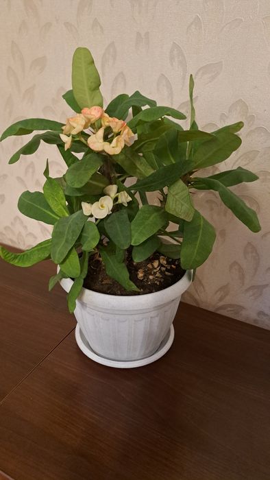 Цветы  разные ухоженные