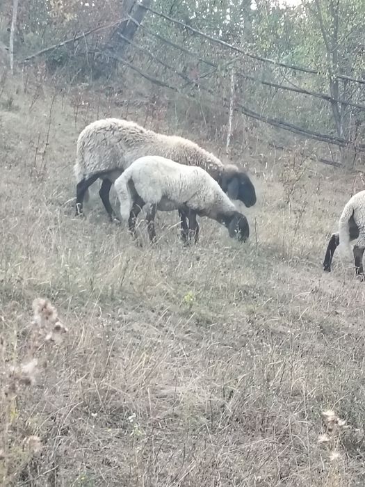 O oaie și două miele