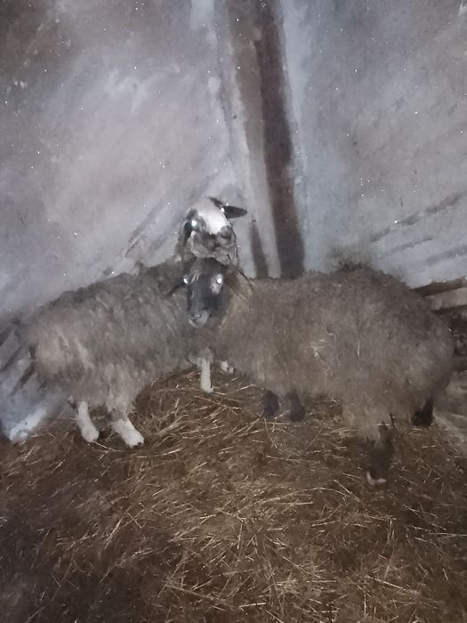 Продам баранов 2 головы