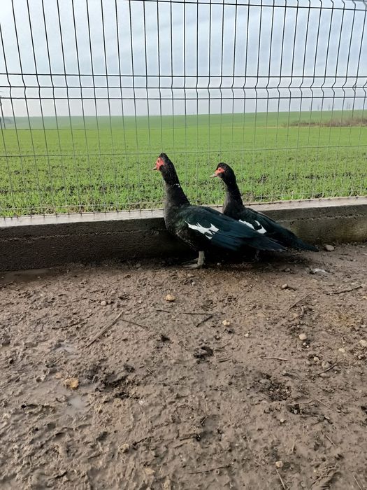 Pereche rate lesesti mute