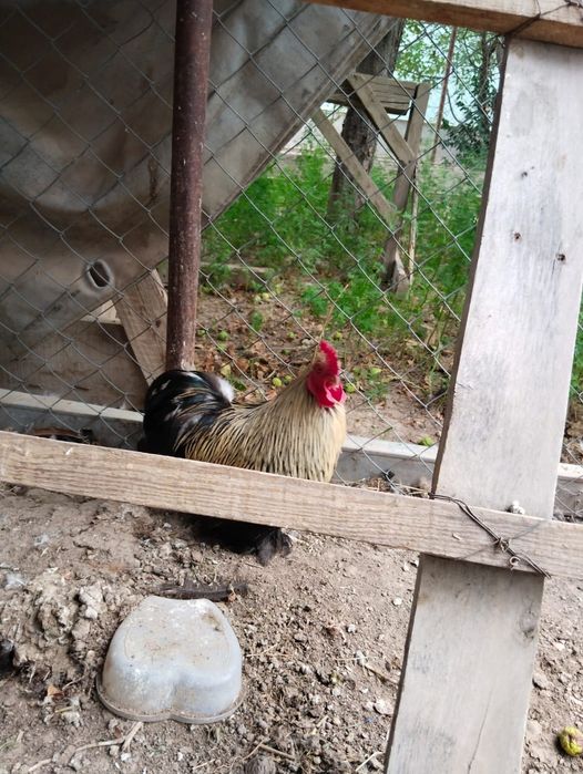 Продам карликовых курей