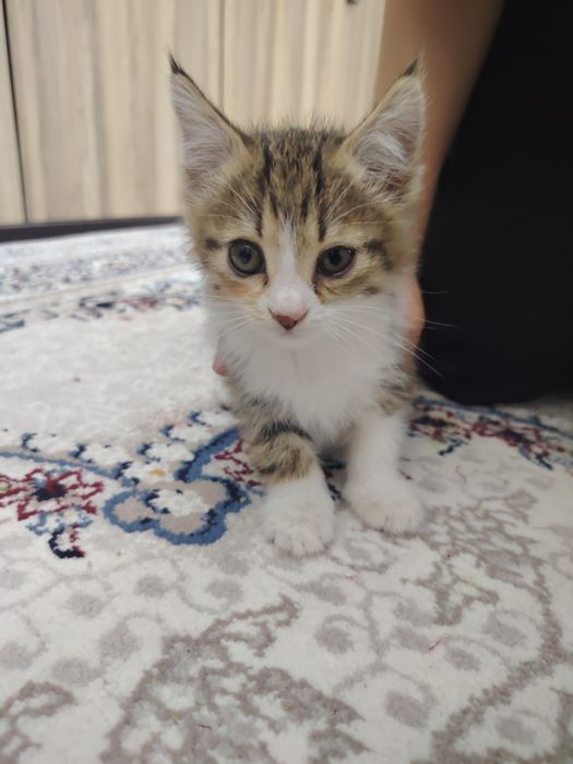 Даром отдам в хорошие руки котёнка