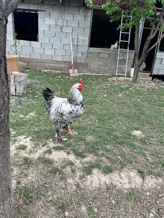 Брама кораздары сатылады срочно