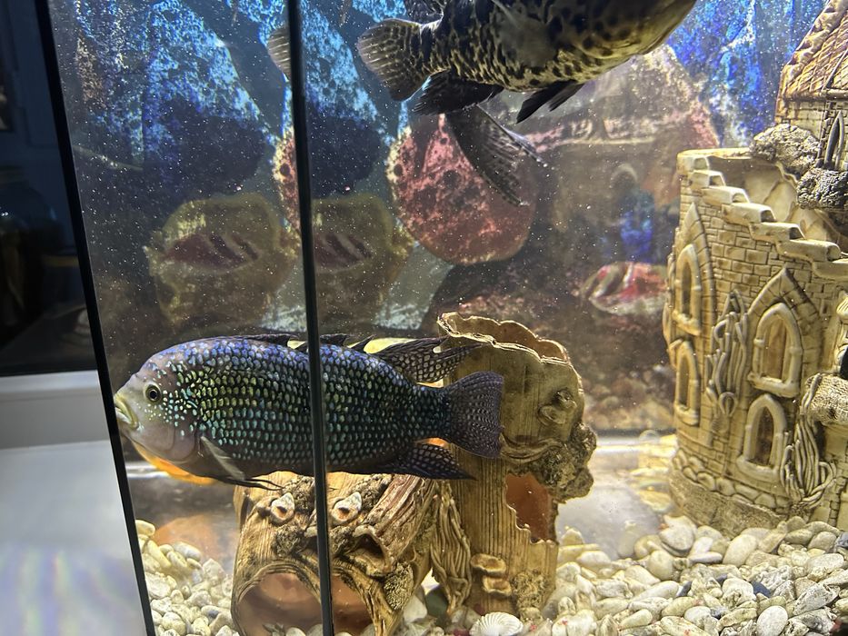 Продам красивый аквариум