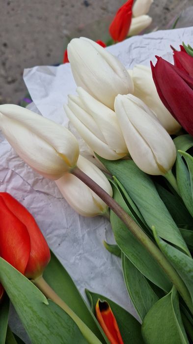 Тюльпаны Боралдай