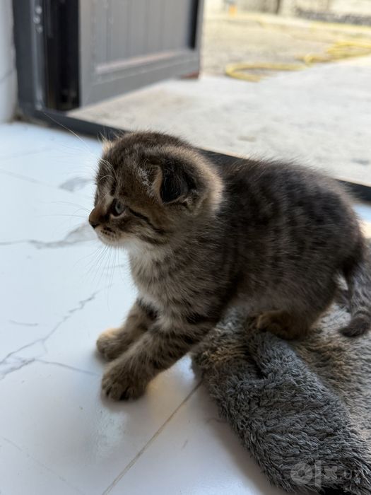 Котята скотиш фолда и скотиш страйта